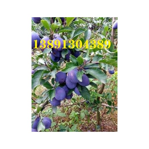 陜西蘭西梅李子紅西梅李子產地批發，安格諾李子產地價格